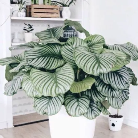 Philodendron